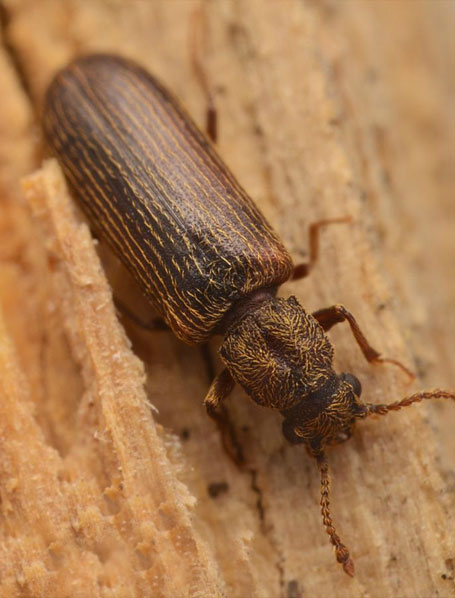 Traitement Bois Charpente : traitements de bois contre les champignons lignivores et les insectes. Région Flamande, Wallonne et Bruxelles - HV TOITURE FACADE BELGIQUE